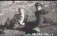 Mehmet Demir - Ahmet Yilmaz
